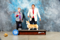 Pembroke Welsh Corgi #26 Sat WB Judge Judith Brown