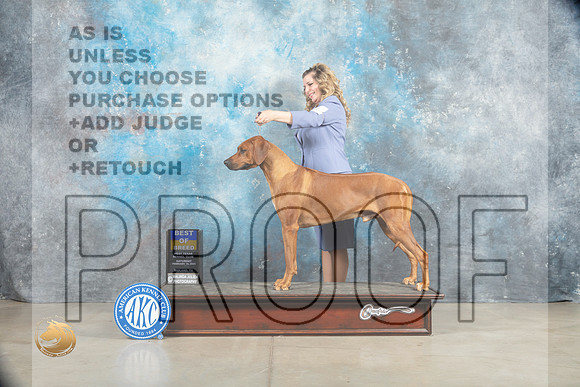 Rhodesian Ridgeback #11 Sat BOB Judge _MJ_1283_Midland2023_HR3