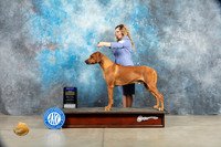Rhodesian Ridgeback #11 Sat BOB Judge