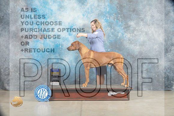 Rhodesian Ridgeback #11 Sat BOB Judge _MJ_1282_Midland2023_HR3