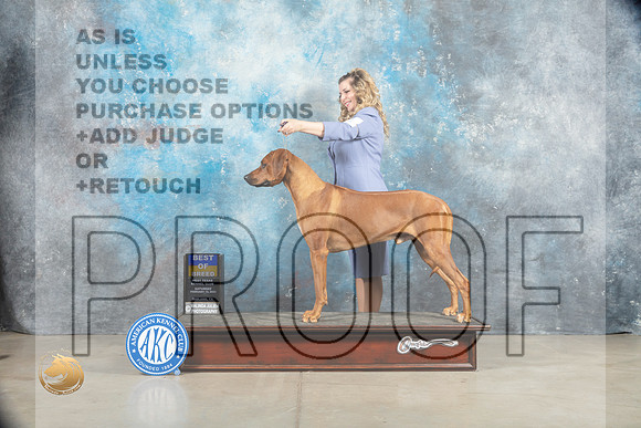 Rhodesian Ridgeback #11 Sat BOB Judge _MJ_1284_Midland2023_HR3