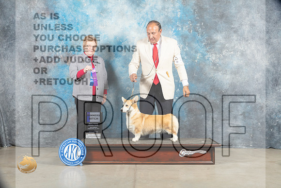 Pembroke Welsh Corgi #26 Sat WB Judge Judith Brown_MJ_1524_Midland2023_HR3