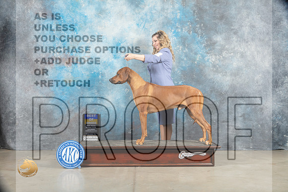 Rhodesian Ridgeback #11 Sat BOB Judge _MJ_1286_Midland2023_HR3