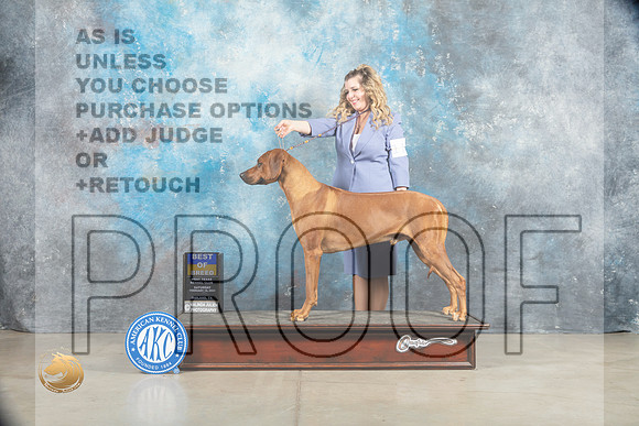 Rhodesian Ridgeback #11 Sat BOB Judge _MJ_1287_Midland2023_HR3