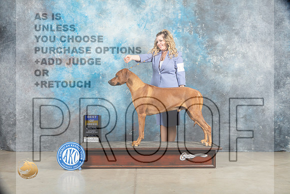 Rhodesian Ridgeback #11 Sat BOB Judge _MJ_1288_Midland2023_HR3
