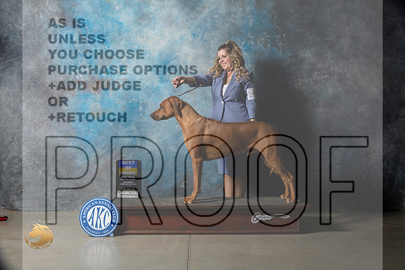 Rhodesian Ridgeback #11 Sat BOB Judge _MJ_1291_Midland2023_HR3