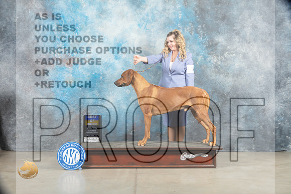 Rhodesian Ridgeback #11 Sat BOB Judge _MJ_1292_Midland2023_HR3