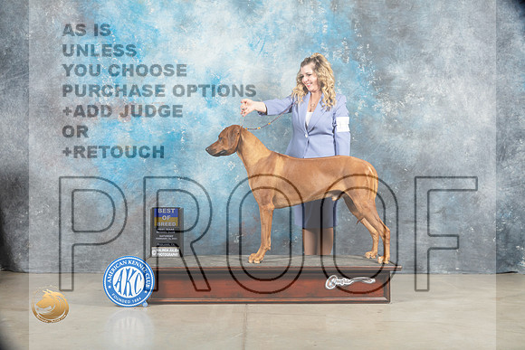 Rhodesian Ridgeback #11 Sat BOB Judge _MJ_1293_Midland2023_HR3
