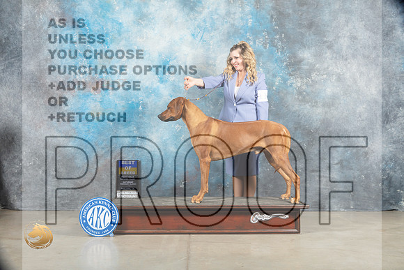 Rhodesian Ridgeback #11 Sat BOB Judge _MJ_1295_Midland2023_HR3