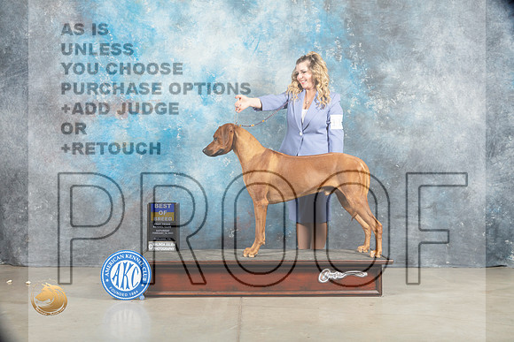 Rhodesian Ridgeback #11 Sat BOB Judge _MJ_1297_Midland2023_HR3