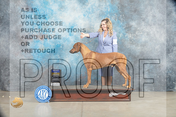 Rhodesian Ridgeback #11 Sat BOB Judge _MJ_1298_Midland2023_HR3