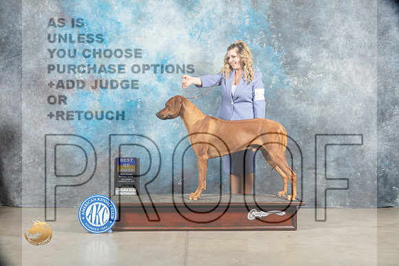 Rhodesian Ridgeback #11 Sat BOB Judge _MJ_1296_Midland2023_HR3