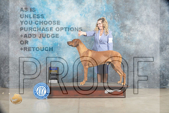 Rhodesian Ridgeback #11 Sat BOB Judge _MJ_1300_Midland2023_HR3