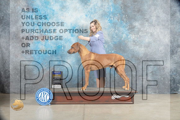 Rhodesian Ridgeback #11 Sat BOB Judge _MJ_1302_Midland2023_HR3