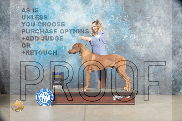 Rhodesian Ridgeback #11 Sat BOB Judge _MJ_1307_Midland2023_HR3