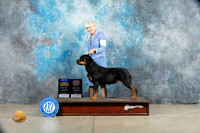 Rottweiler #10 Sat BOBOHBOB Judge Elizabeth Muthard