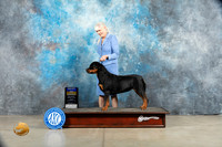 Rottweiler #8 Fri BOB Judge Jon Cole
