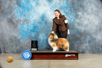 Shetland Sheepdog #21 BOWWDM Judge Charles Olvis