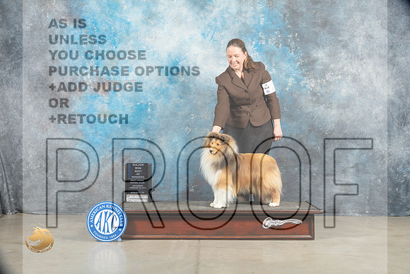 Shetland Sheepdog #21 BOWWDM Judge Charles Olvis_MJ_1457_Midland2023_HR3