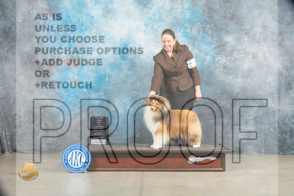 Shetland Sheepdog #21 BOWWDM Judge Charles Olvis_MJ_1458_Midland2023_HR3