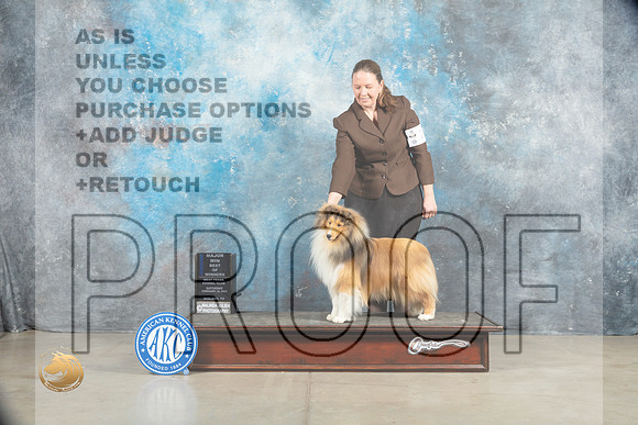 Shetland Sheepdog #21 BOWWDM Judge Charles Olvis_MJ_1462_Midland2023_HR3