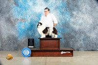Shetland Sheepdog #26 Sat WBCh Judge Charles Olvis r