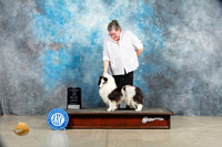 Shetland Sheepdog #26 Sat WBM Judge Charles Olvis