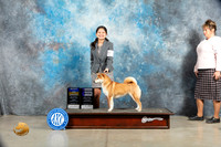 Shiba Inu #8 Sat BOBWB Judge Judy Wade