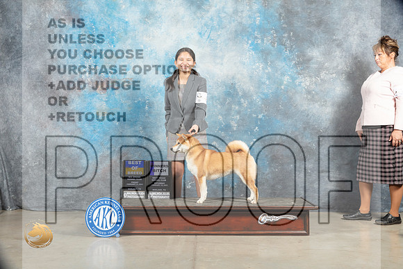 Shiba Inu #8 Sat BOBWB Judge Judy Wade_MJ_1484_Midland2023_HR3