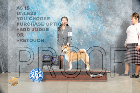 Shiba Inu #8 Sat BOBWB Judge Judy Wade_MJ_1486_Midland2023_HR3