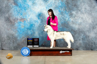 Siberian Husky #5 Sat BOBOHBOB Judge Elizabeth Muthard