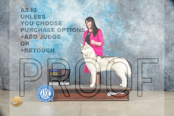 Siberian Husky #5 Sat BOBOHBOB Judge Elizabeth Muthard_MJ_1572_Midland2023_HR3