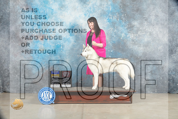 Siberian Husky #5 Sat BOBOHBOB Judge Elizabeth Muthard_MJ_1570_Midland2023_HR3