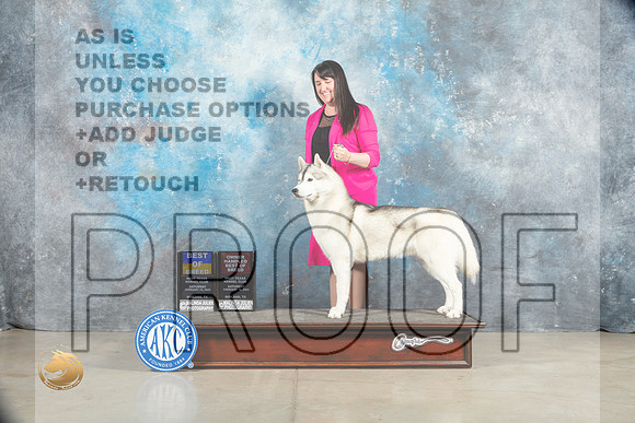 Siberian Husky #5 Sat BOBOHBOB Judge Elizabeth Muthard_MJ_1571_Midland2023_HR3