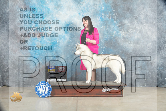 Siberian Husky #5 Sat BOBOHBOB Judge Elizabeth Muthard_MJ_1573_Midland2023_HR3