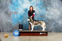 Siberian Husky #7 Sat BOWCh