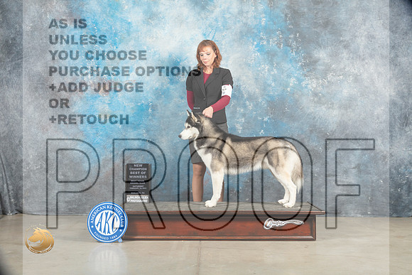 Siberian Husky #7 Sat BOWCh _MJ_1467_Midland2023_HR3
