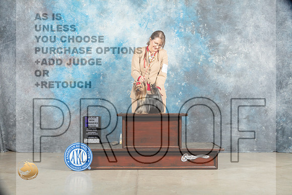 Yorkshire Terrier #10 Sat WB Judge Elizardo Valadez_MJ_1623_Midland2023_HR3