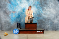Yorkshire Terrier #3 Sat WDBOW Judge Elizardo Valadez