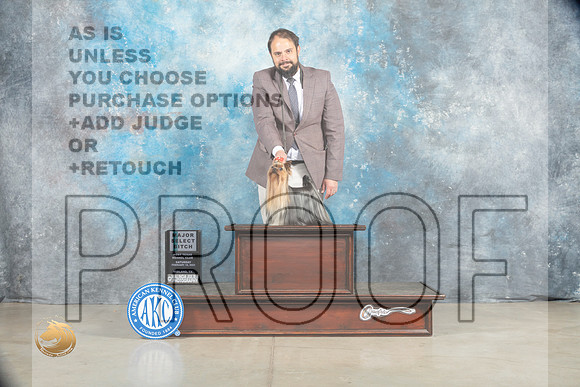 Yorkshire Terrier #30 Sat SB Judge Elizardo Valadez_MJ_1692_Midland2023_HR3