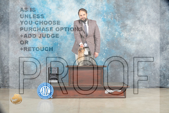 Yorkshire Terrier #30 Sat SB Judge Elizardo Valadez_MJ_1693_Midland2023_HR3