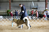 Alaskan Malamute Ring Sat LR Houston Mar 2013
