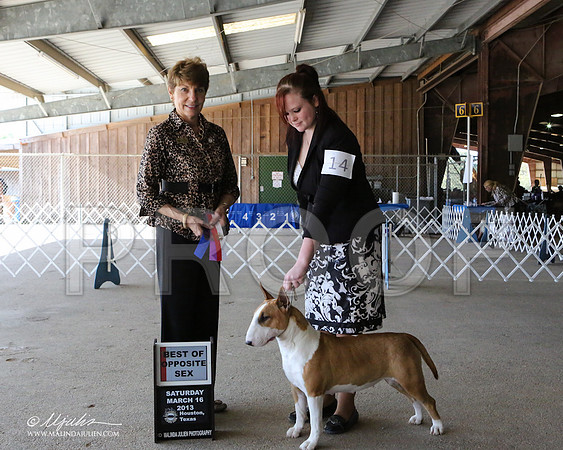 AmStaff-7065-LR