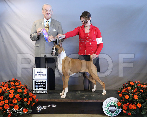 Boxer-7708-LR