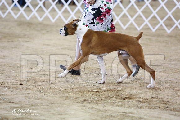boxer-5165-LR