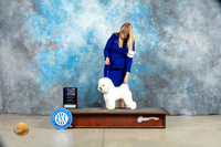 Bichon Frise #17 Fri WD Judge Charles Olvis