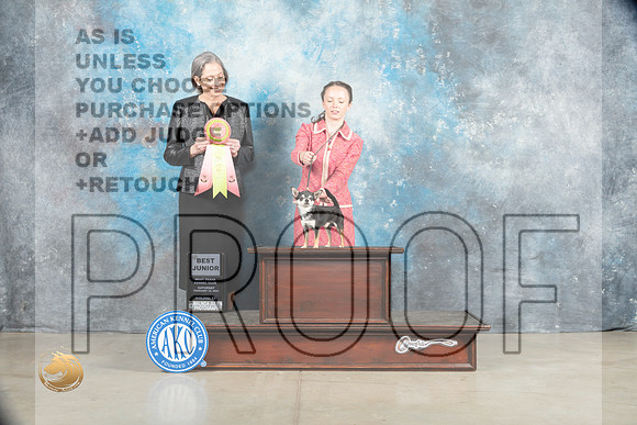 Chihuahua Smooth #J750 Sat BJr Judge Judy Wade_MJ_1799_Midland2023_HR3
