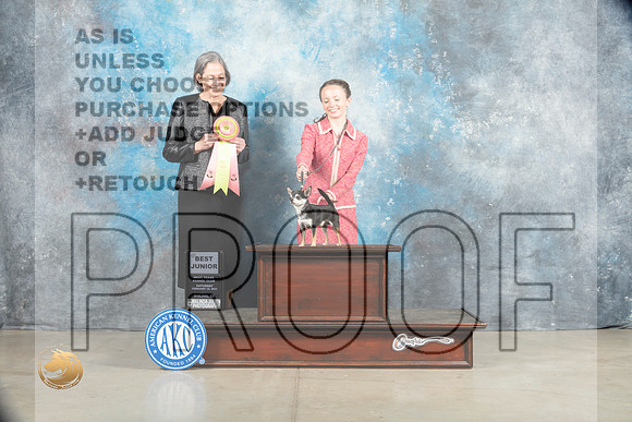 Chihuahua Smooth #J750 Sat BJr Judge Judy Wade_MJ_1803_Midland2023_HR3