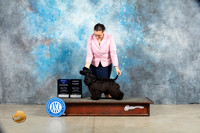 Cocker Spaniel Black #7 Sat BOW Judge Jon Cole