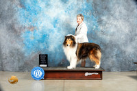 Collie Rough #7 Sat OHBOBG3 Judge Elizabeth Muthard